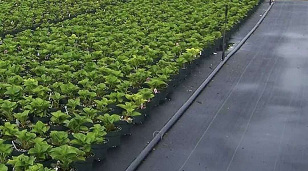 Ground Cover: Malla Antimaleza de Polipropileno, Usos y Características