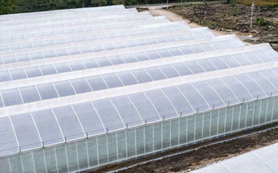 Anti-Virus Mesh: Crop Protection and Sustainability in Agriculture in Guatemala and Nicaragua
