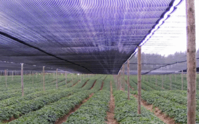 Polypropylene Shade Cloth: Features and Uses in Agriculture and Construction in Guatemala and Nicaragua