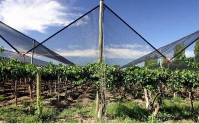 Mallas Agrícolas: Protección Integral para Cultivos en Invierno