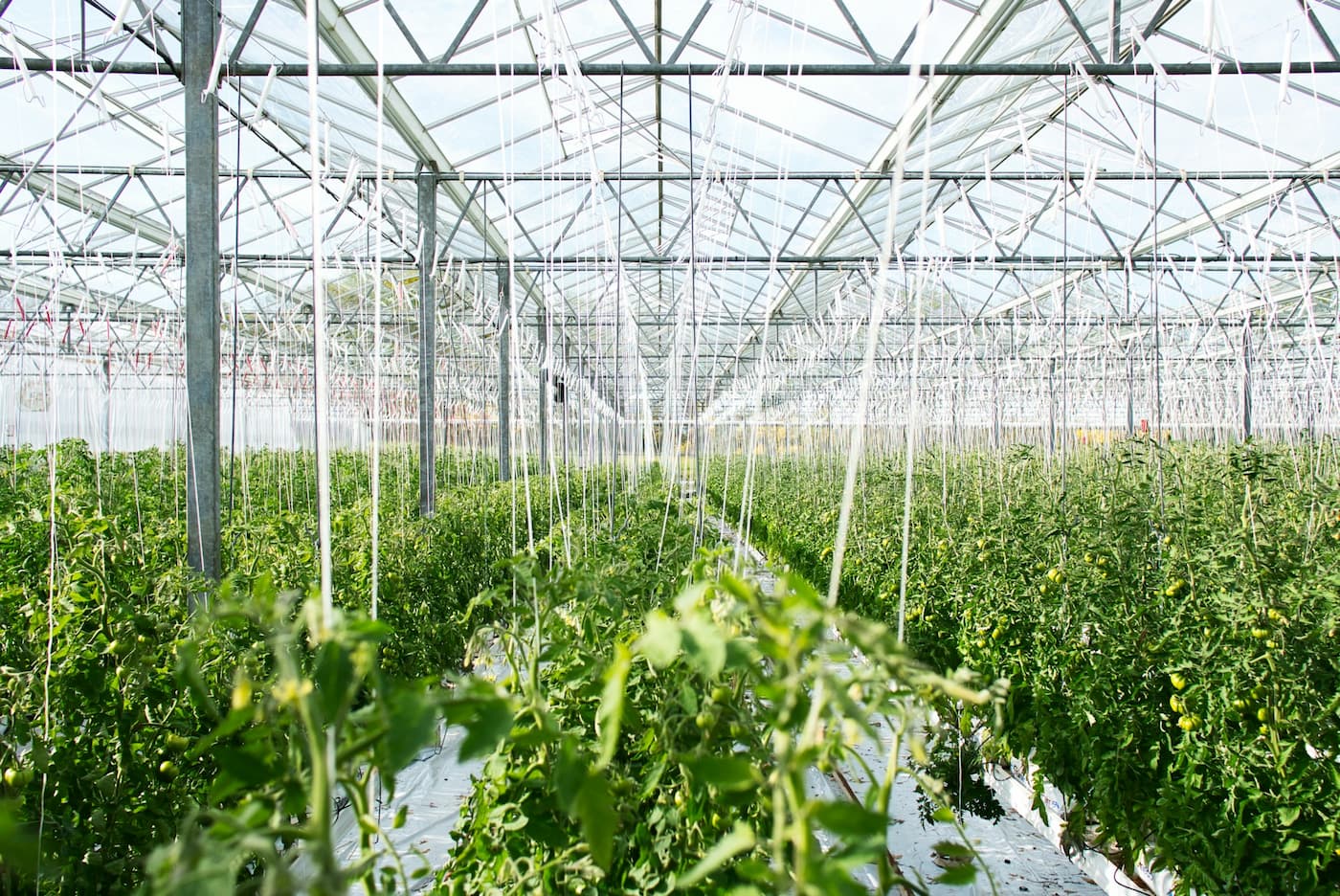 ¿Sabes cómo proteger tus cultivos con telas agrícolas? Aprende más sobre la malla anti-virus, el cobertor de suelo y su uso en época de lluvias ¿Sabes cómo proteger tus cultivos con telas agrícolas? Aprende más sobre la malla anti-virus, el cobertor de suelo y su uso en época de lluvias