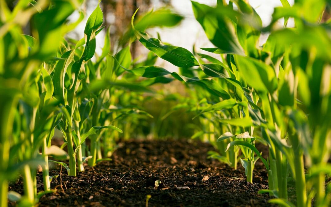 Safeguard Your Crops by Practicing Phytosanitary Protection and Implement Anti-Virus Mesh and Ground Covers During the Rainy Season