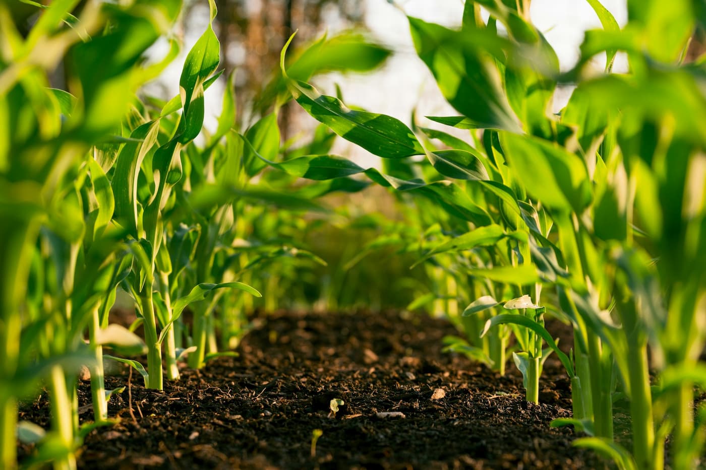 Safeguard Your Crops by Practicing Phytosanitary Protection and Implement Anti-Virus Mesh and Ground Covers During the Rainy Season Safeguard Your Crops by Practicing Phytosanitary Protection and Implement Anti-Virus Mesh and Ground Covers During the Rainy Season