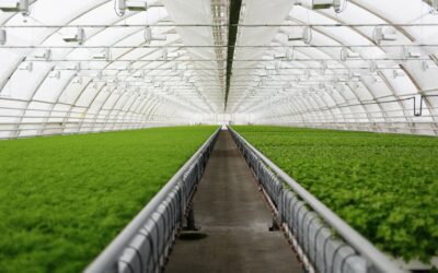 Learn How to Protect Your Crops with Anti-Virus Mesh, Ground Covers, and How to Use Them During the Rainy Season