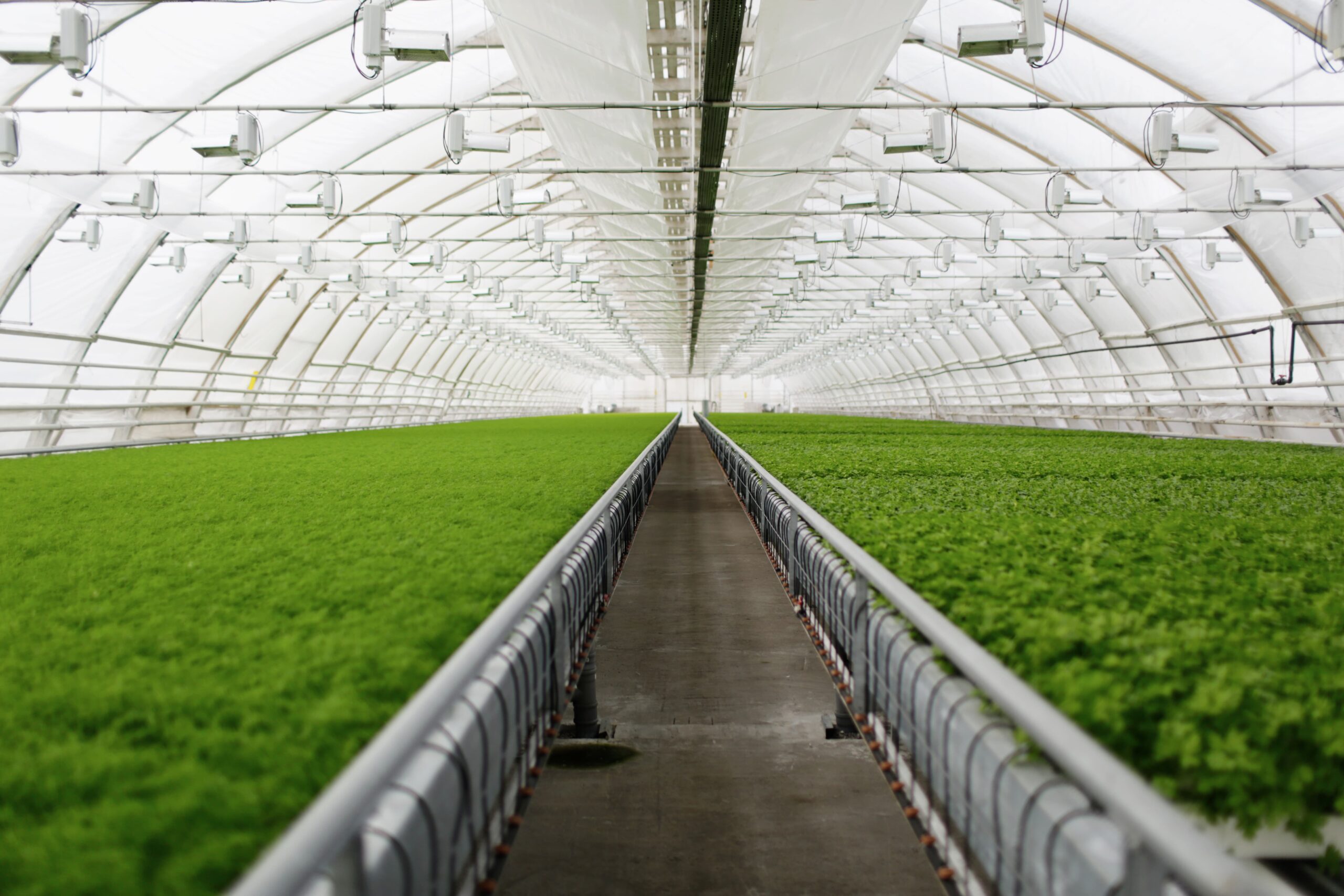 Learn How to Protect Your Crops with Anti-Virus Mesh, Ground Covers, and How to Use Them During the Rainy Season Learn How to Protect Your Crops with Anti-Virus Mesh, Ground Covers, and How to Use Them During the Rainy Season