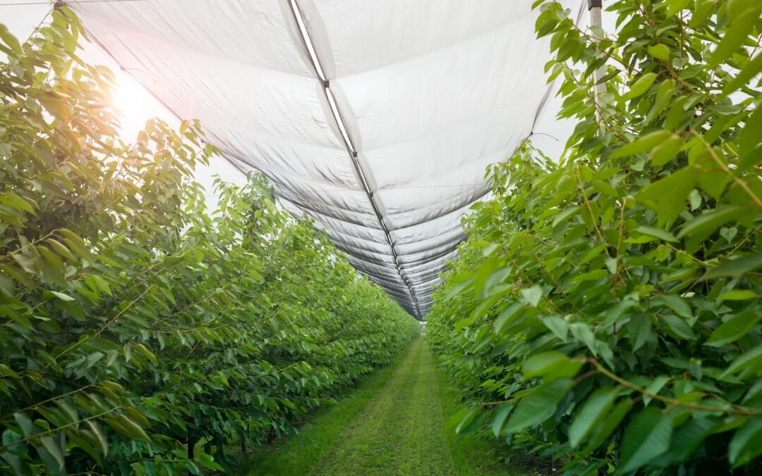 Discover the Different Types of Saran Shade Covers and Learn How to Choose the Right Shade Net for Your Project