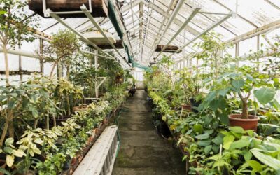 Quick Guide to Installing Ground Cover, the Essential Phytosanitary Control Tool for Greenhouses