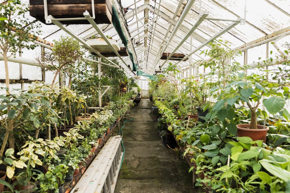 Guía rápida para la instalación del ground cover, la herramienta esencial de control fitosanitario en viveros e invernaderos