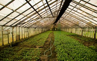 Common mistakes when using anti-virus mesh and how to avoid them in your agricultural projects