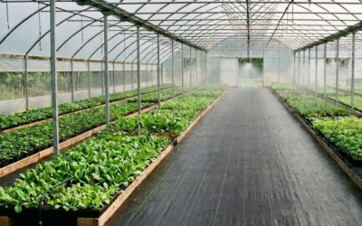 ¿Cómo controlar el exceso de humedad de tu vivero o invernadero para que tus plantas no se pudran?