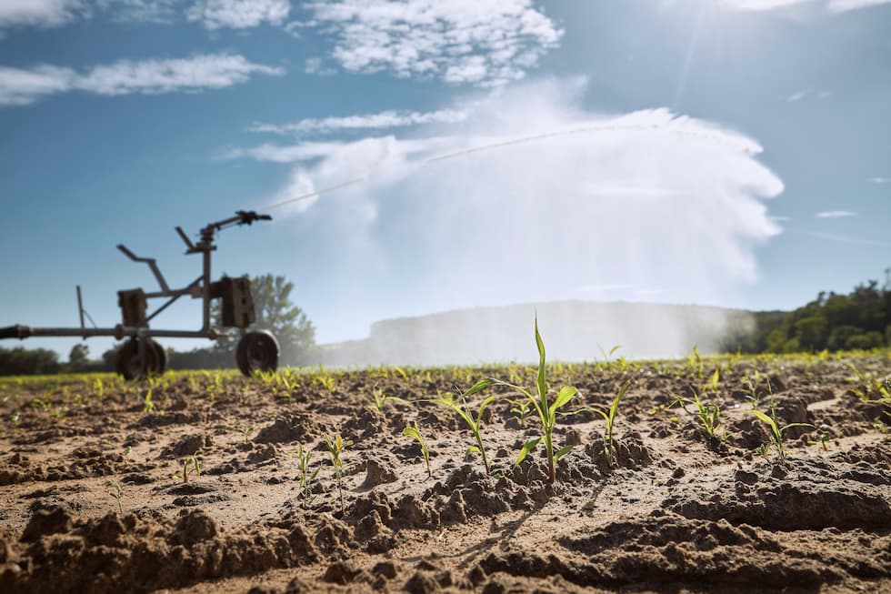 La canícula en Guatemala: qué es, cuándo afecta a la agroindustria y cómo prepararse