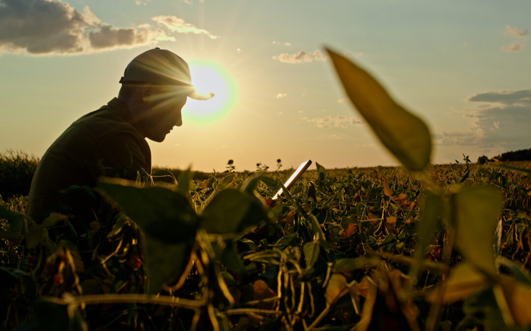 El clima de medio año: por qué la sequía canicular impacta tanto al agro regional