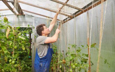 Canícula y plagas: Cómo la malla antivirus protege tus cultivos del pico de insectos en julio