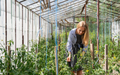 Learn how to properly train your crops and prevent the loss of your late-season crops during the rainy season