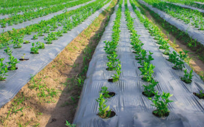 Protection Against Excess Water: The Role of Mulch in the Yield of End-of-Year Vegetables