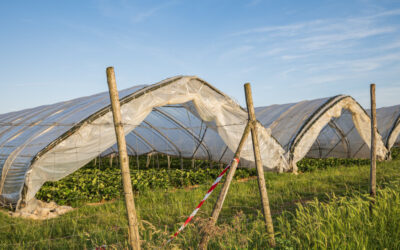 Agricultural Microclimate Control: How Shade and Hail-Protection Nets Protect Late-Season Crops