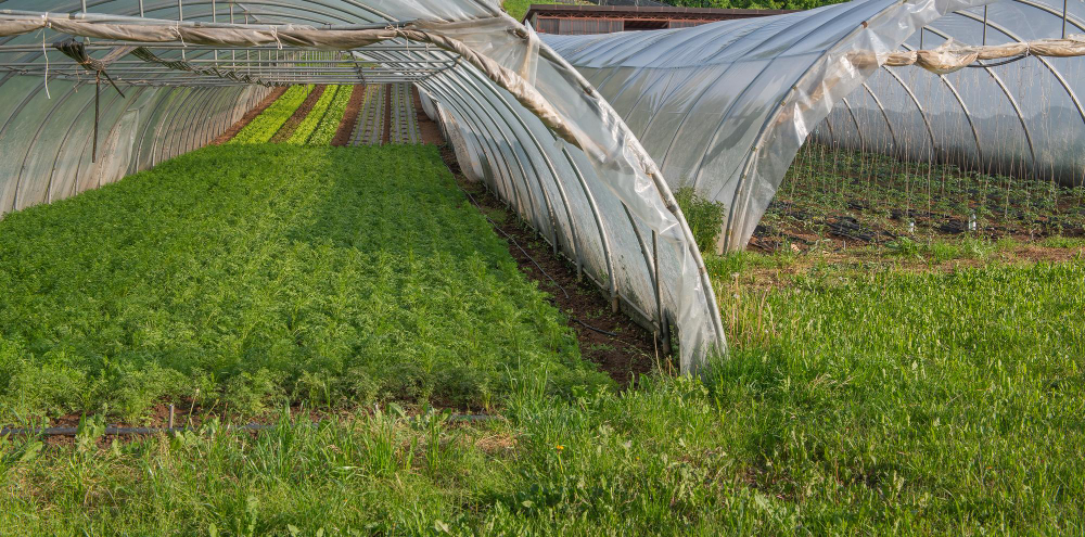 Protección contra los mosquitos: cómo la malla anti-virus protege tu cultivo de lluvias e insectos
